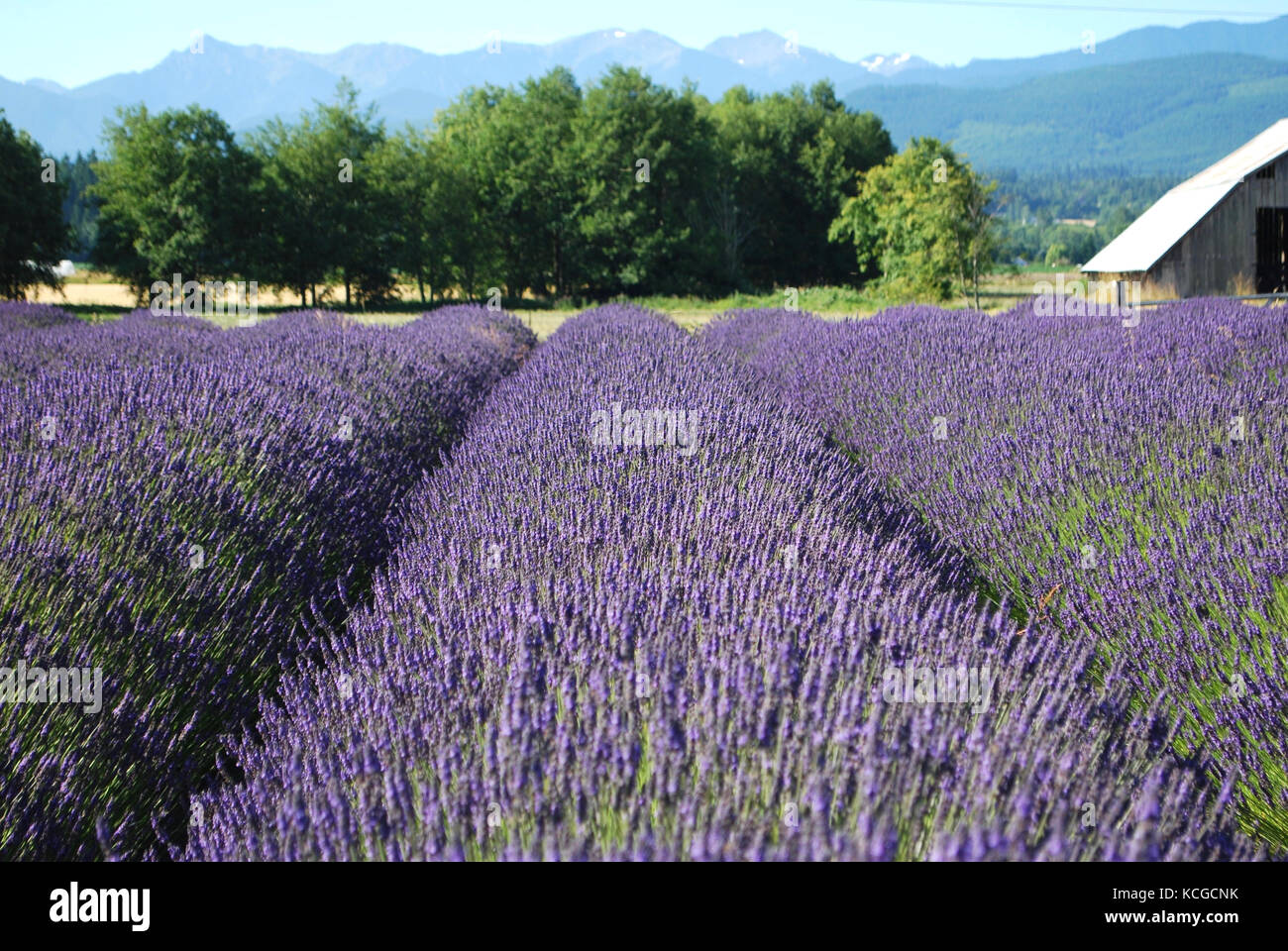 Lavender Fields Blooming in Sequim, WA. USA Stock Photo Alamy