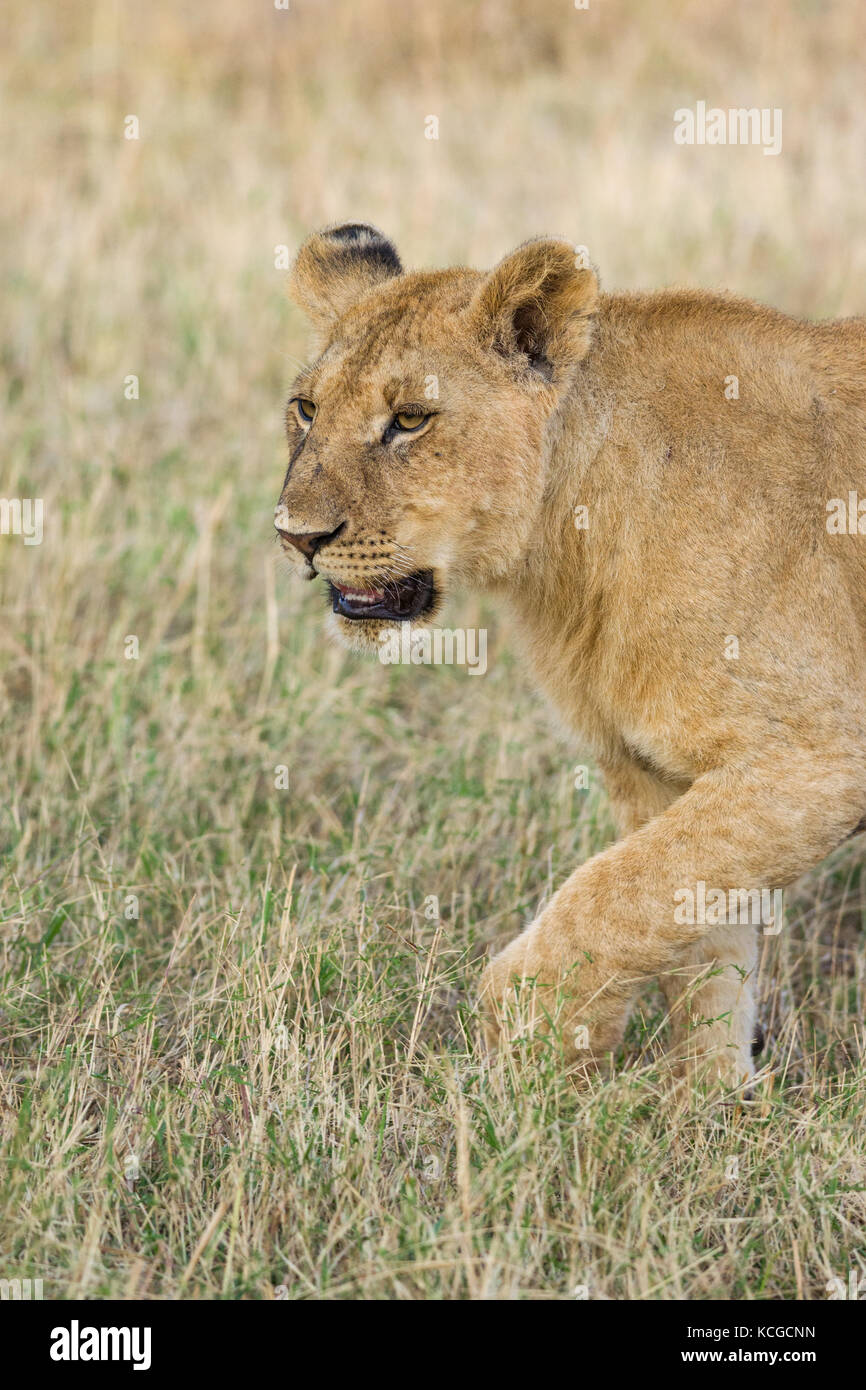 Lion (panthera leo) cub walking on savanna, Masai Mara National Game ...