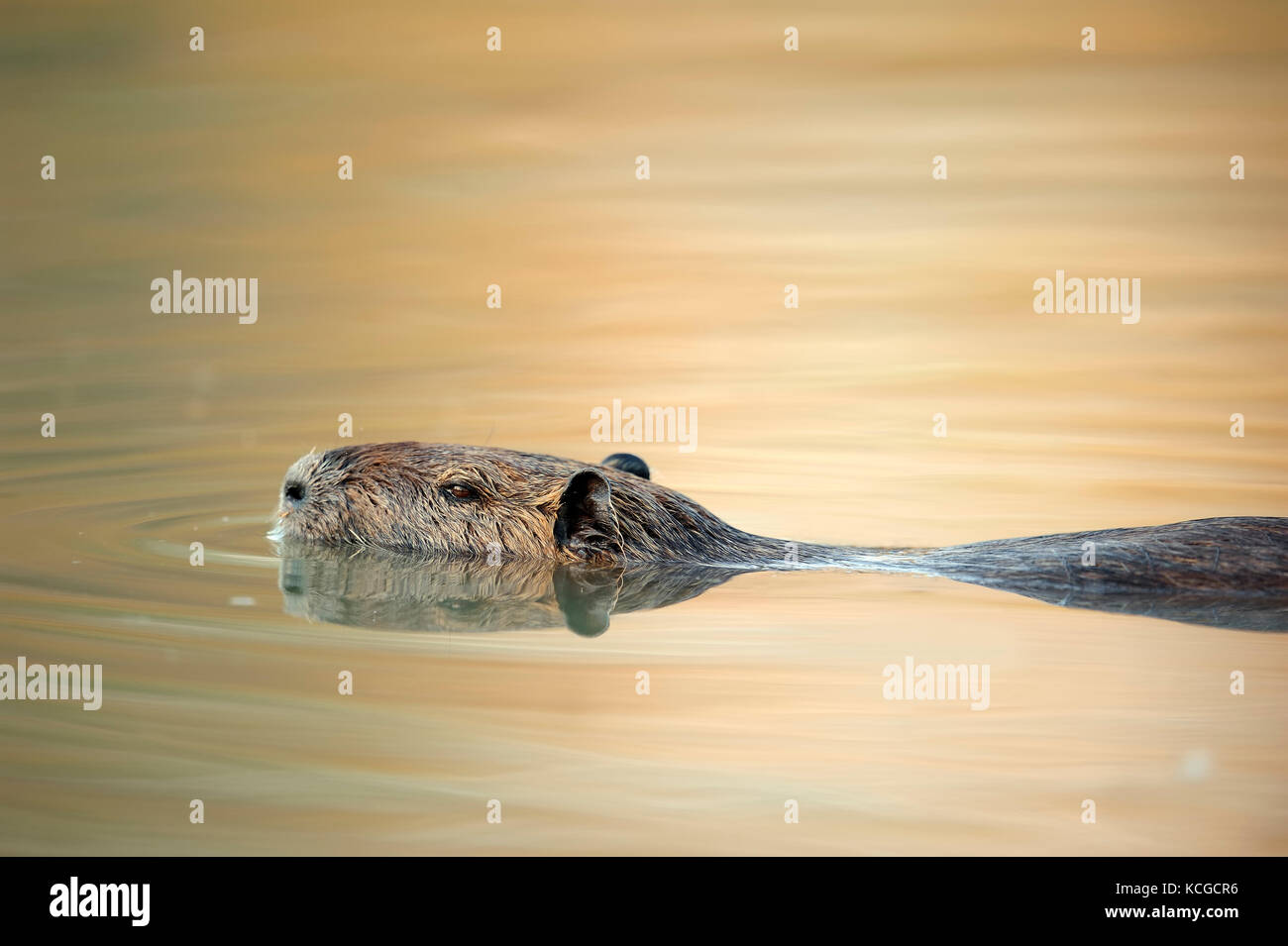 Nutria swimming, Camargue, Provence, Southern France / (Myocastor coypus) | Nutria, Camargue, Provence, Suedfrankreich Stock Photo