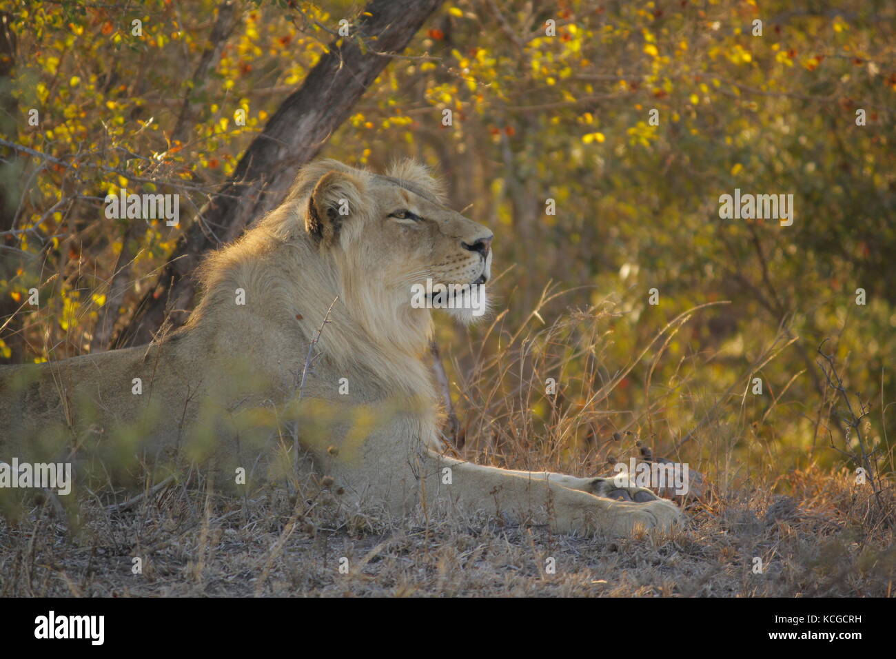 Lion resting in south African bush Stock Photo - Alamy