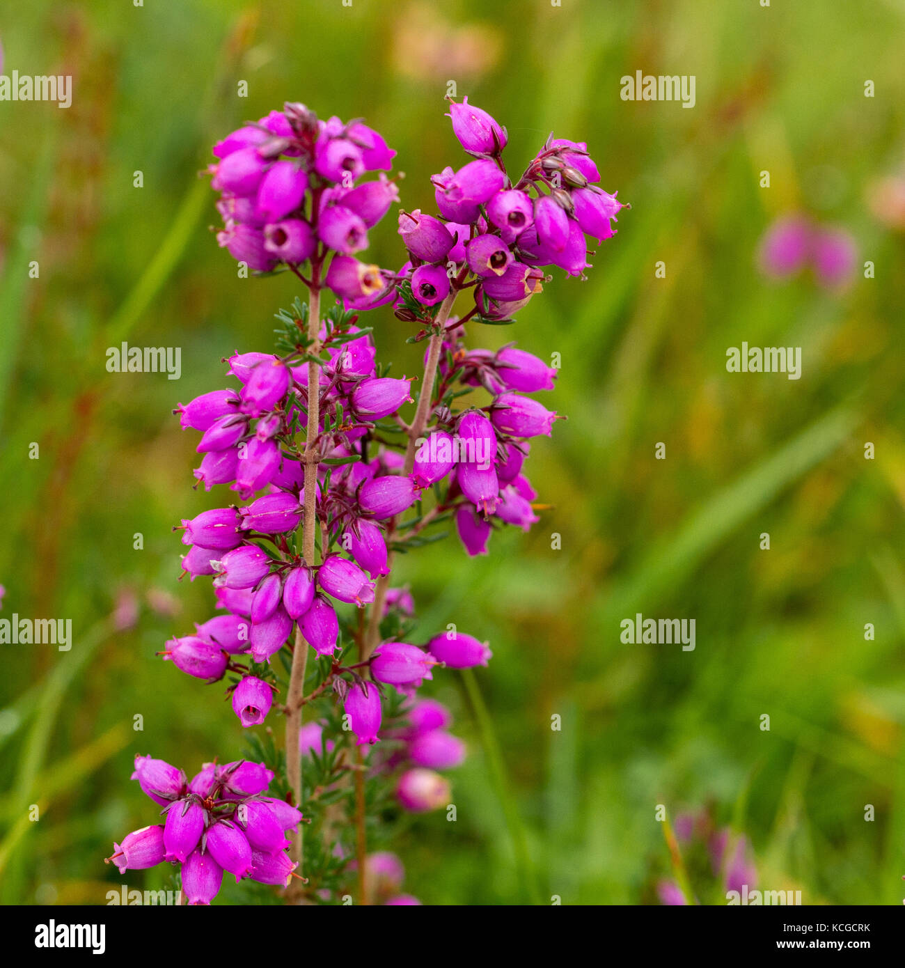 Bell heather, Erica cinerea Stock Photo