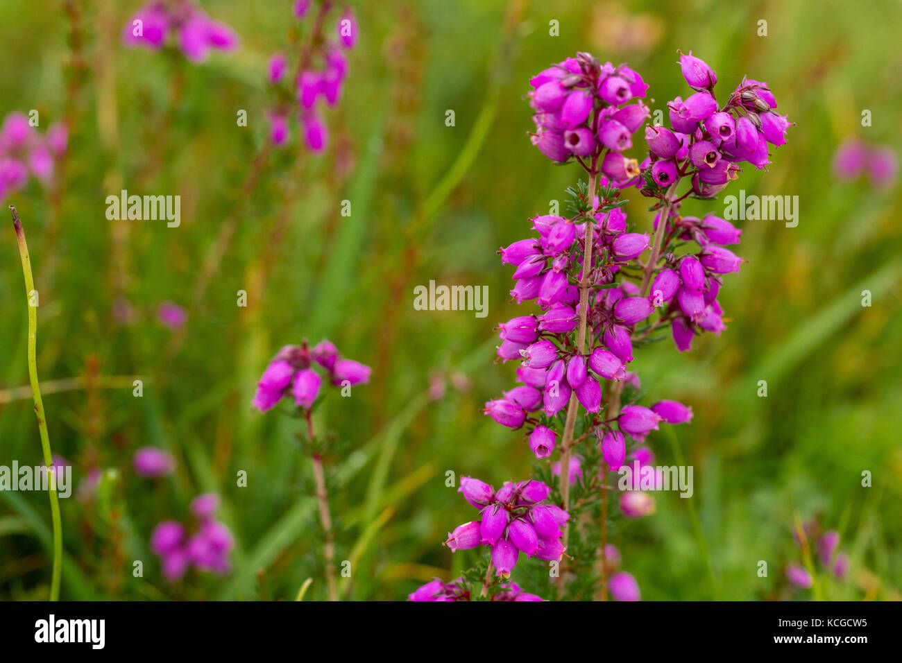 Bell heather, Erica cinerea Stock Photo