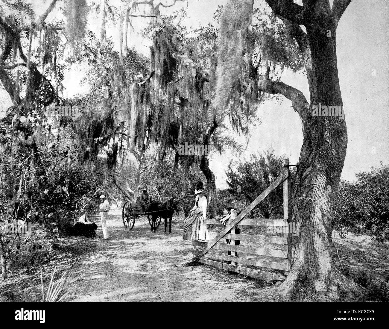 United States of America, landscape near the small town Ormond in the state of Florida, a very beautiful place with stones and snares at the branches, a horse-drawn carriage, men, woman and child at a gate, digital improved reproduction of a historical photo from the (estimated) year 1899 Stock Photo