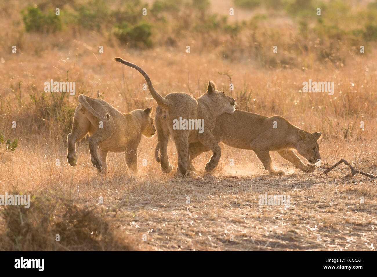 Lion (panthera leo) cubs playing, Masai Mara National Game Park Reserve ...