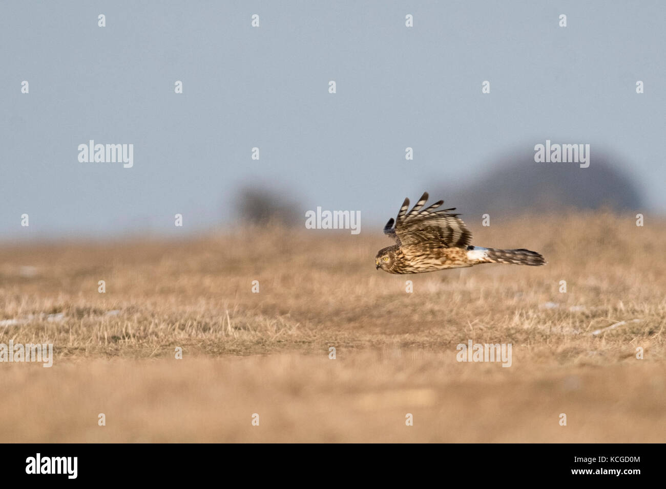 Hen Harrier Circus cyaneus female hunting over plain Hortobagy, Hungary winter Stock Photo