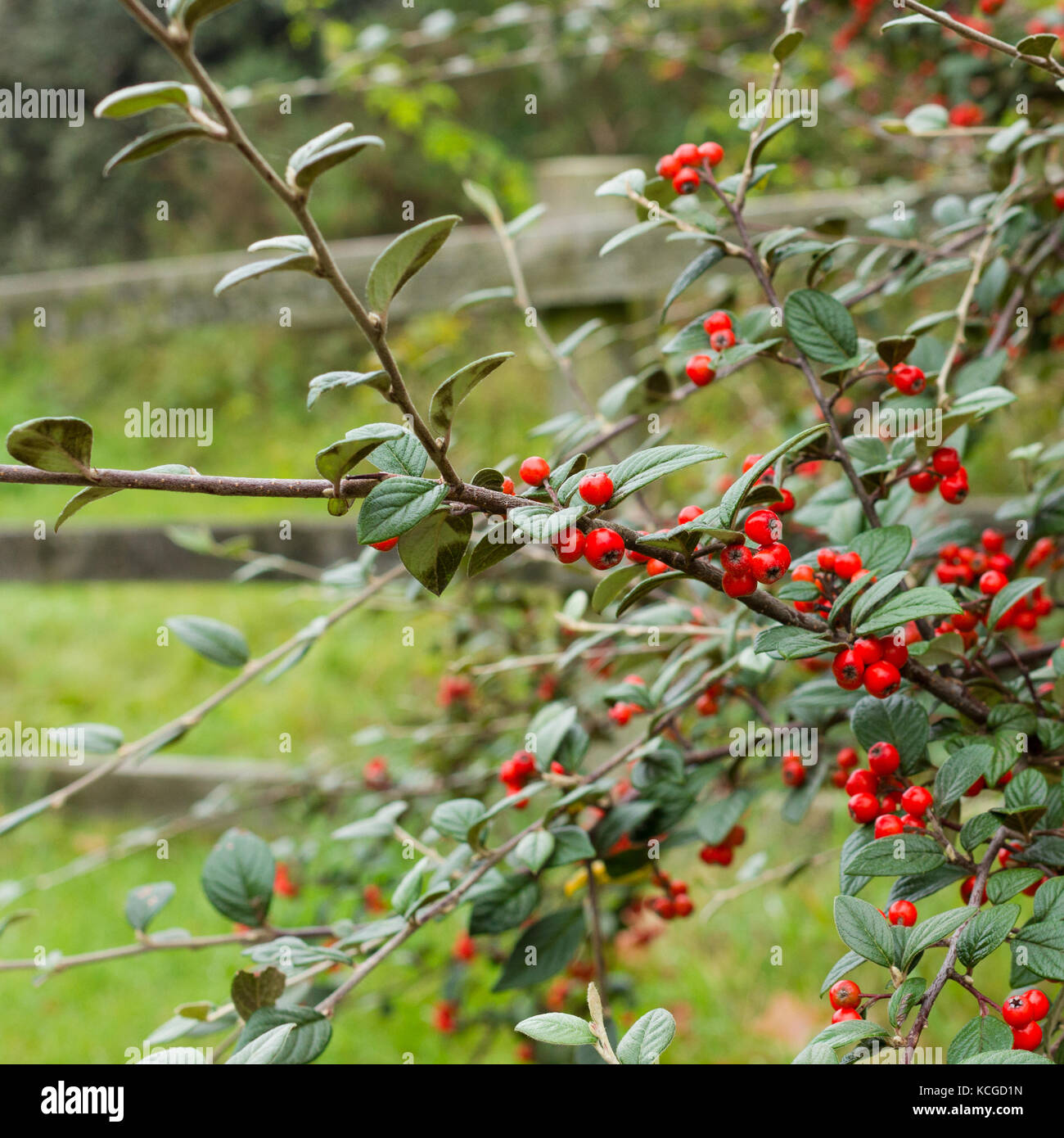 Cotoneaster Hybridus Pendulus Stock Photo