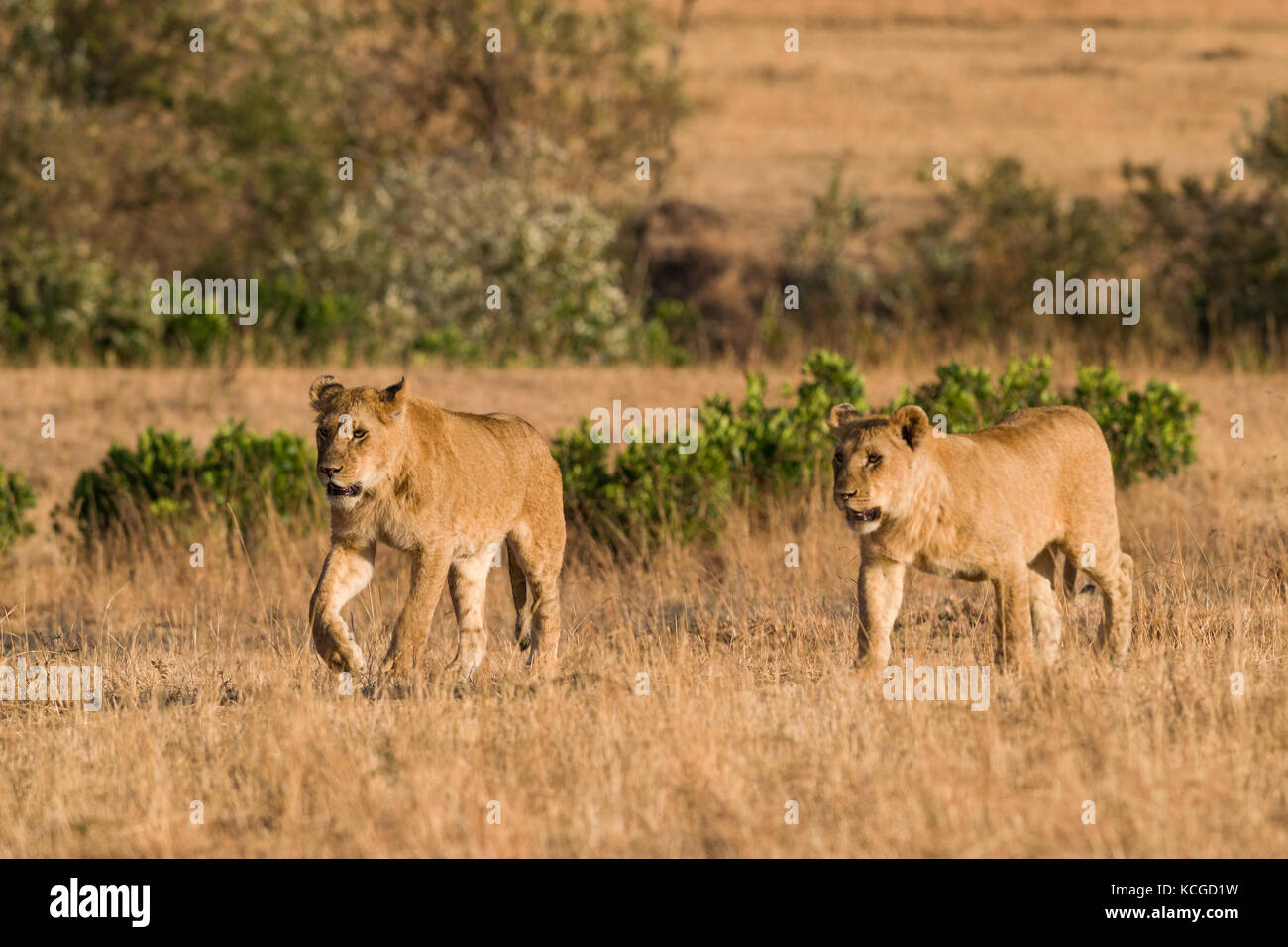 Lion (panthera leo) cubs walking on savanna, Masai Mara National Game ...