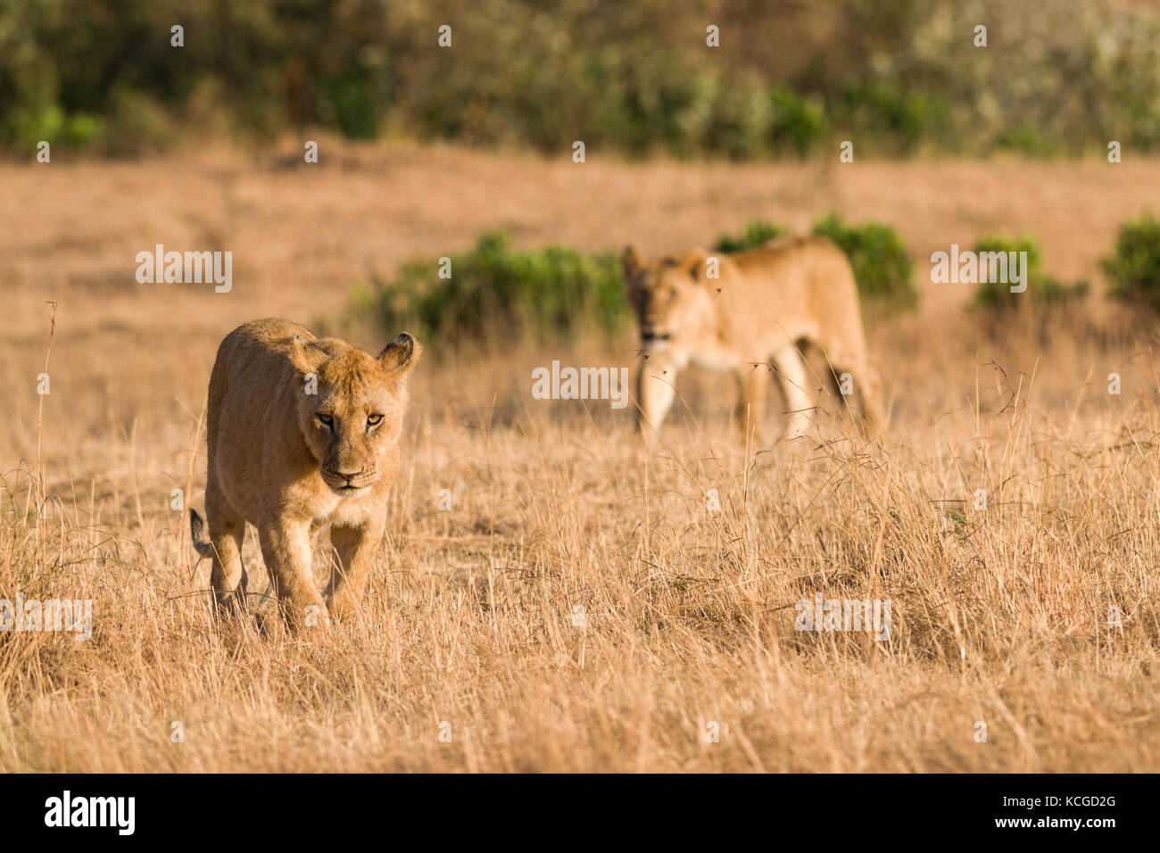 Lion (panthera leo) cubs walking on savanna, Masai Mara National Game ...