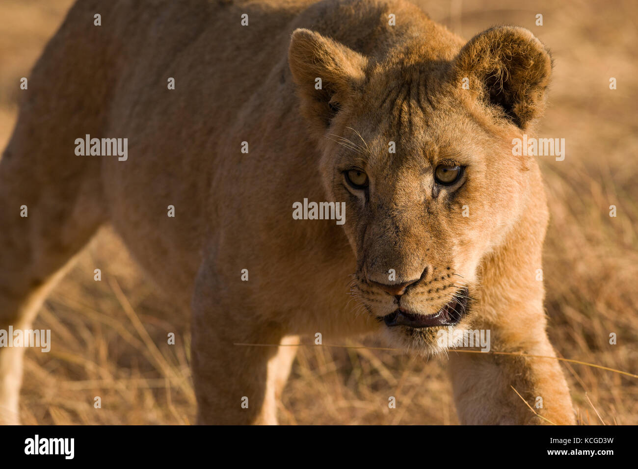 Lion (panthera leo) cub walking on savanna, Masai Mara National Game ...