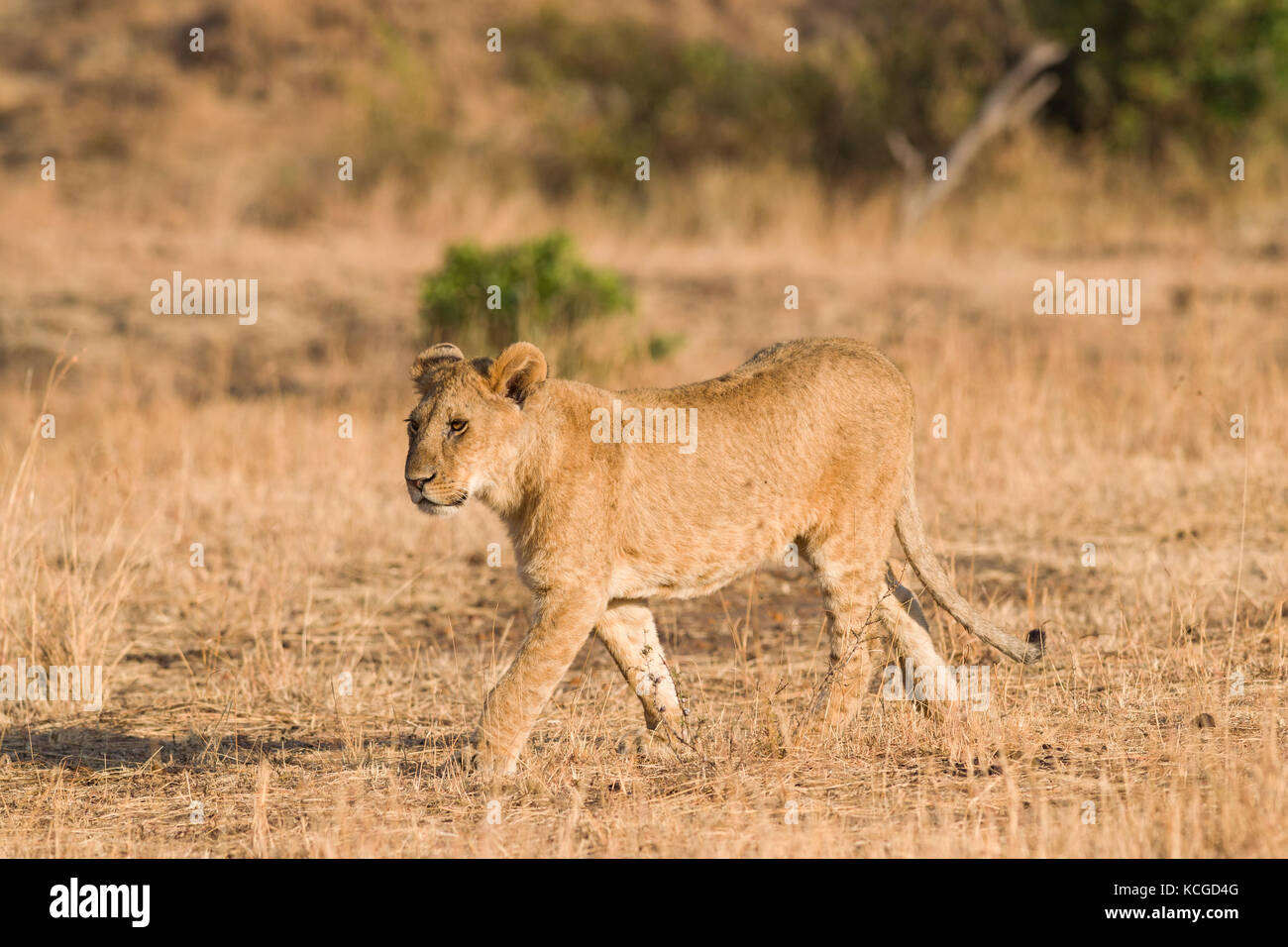 Lion (panthera leo) cub walking on savanna, Masai Mara National Game ...