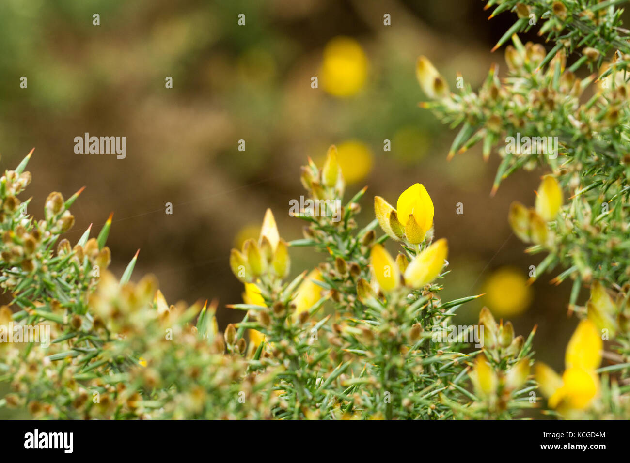Flowering gorse bush, Ulex europaeus Stock Photo