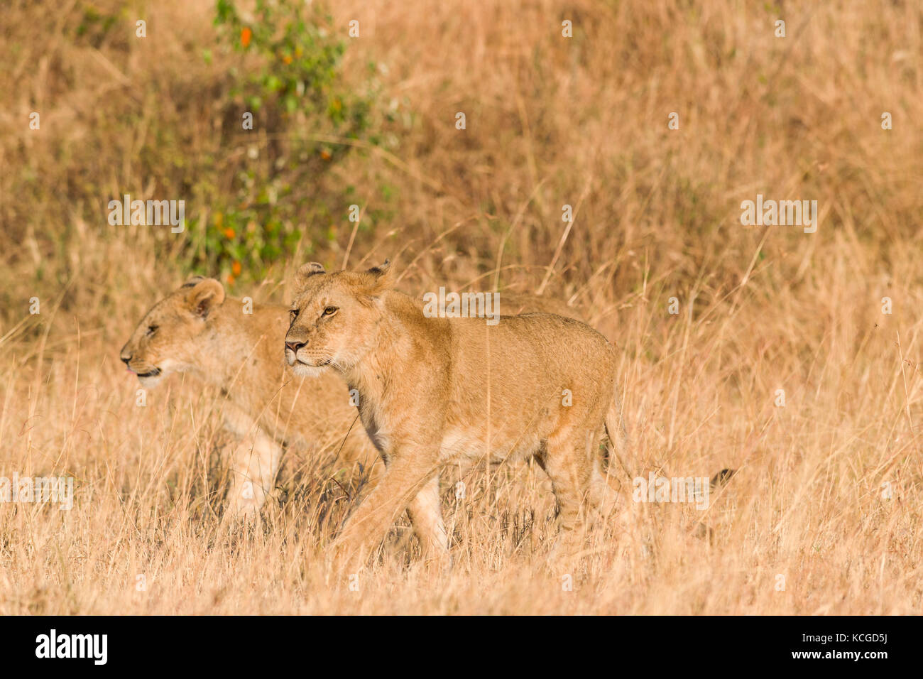 Lion (panthera leo) cubs walking on savanna, Masai Mara National Game ...
