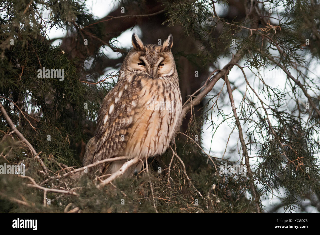 Long-eared Owl Asio otus roosting in conifer in town Hortobagy Hungary January Stock Photo