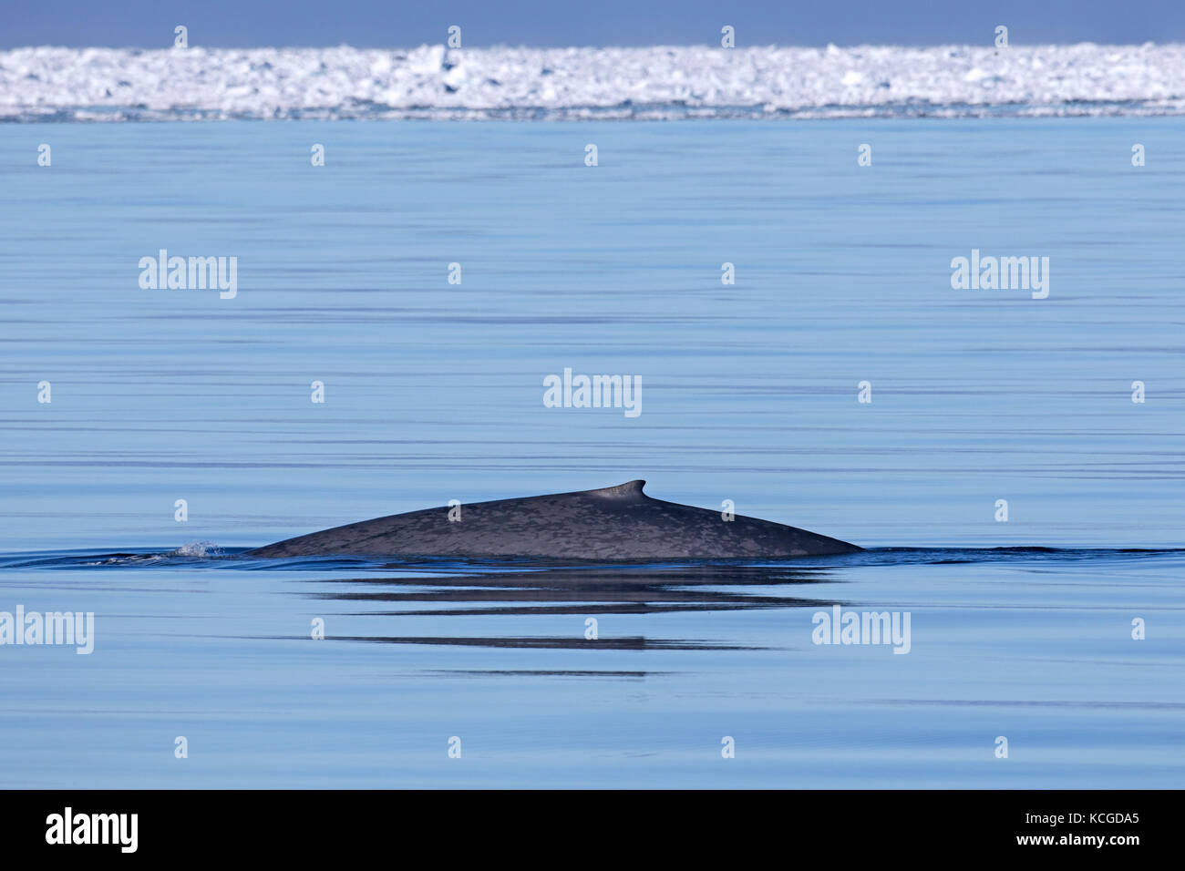 Blue whale (Balaenoptera musculus) surfacing the Arctic ocean and showing the small dorsal fin, Svalbard, Norway Stock Photo
