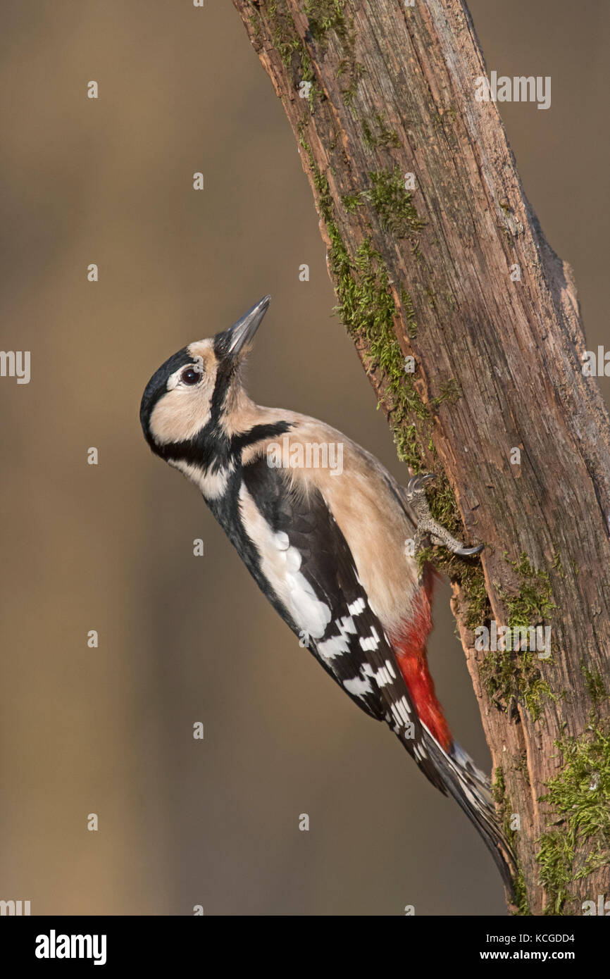 Great spotted Woodpecker Dendrocopos major Norfolk January Stock Photo