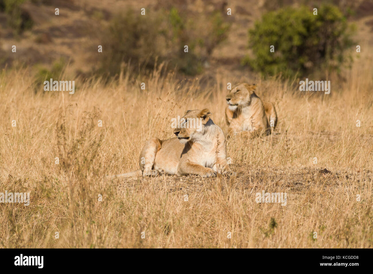 Lions sitting (panthera leo), Masai Mara National Game Park Reserve ...