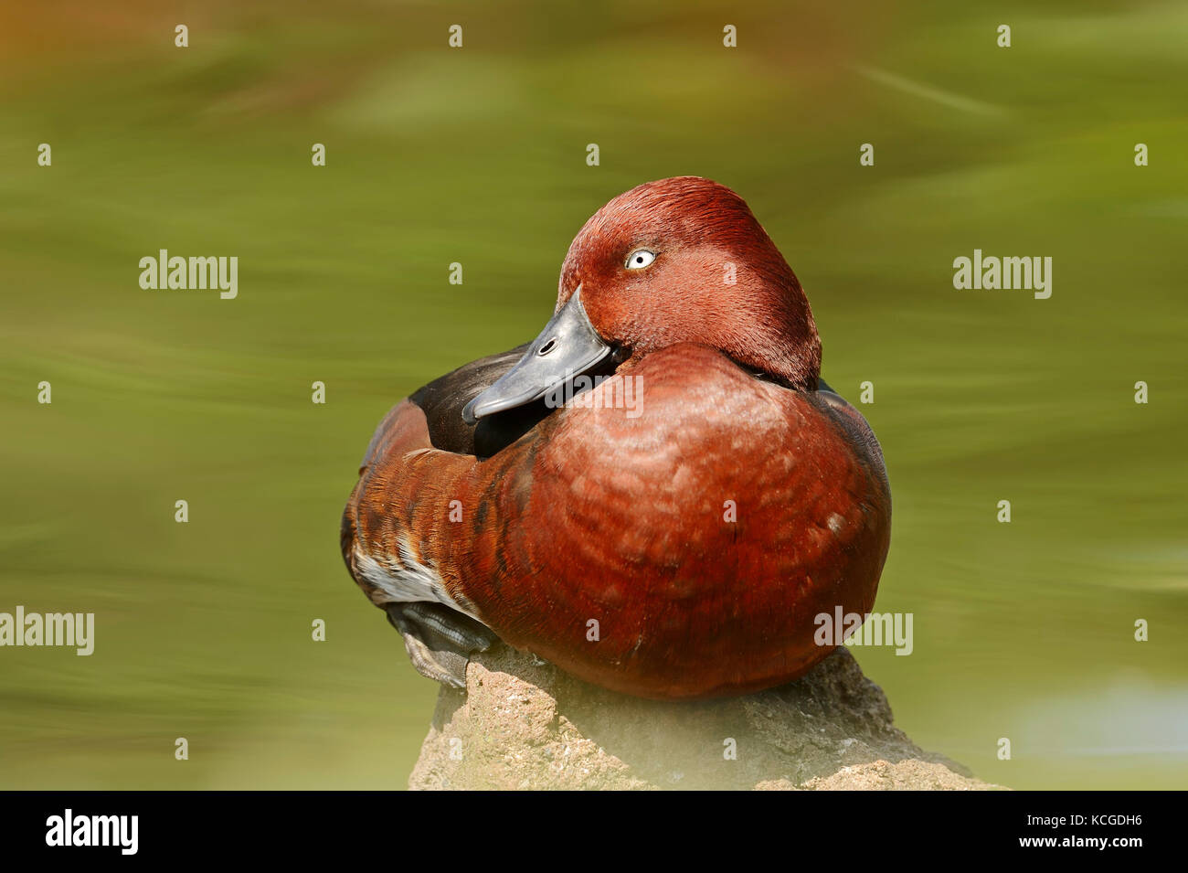 Ferruginous Duck, male, Spain / (Aythya nyroca) | Moorente, maennlich / (Aythya nyroca) Stock Photo