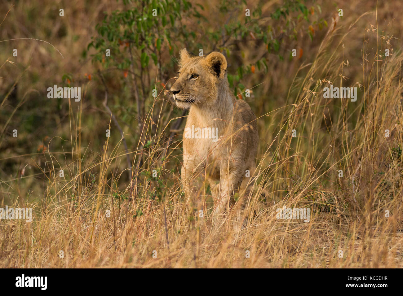 Lion cub standing looking (panthera leo), Masai Mara National Game Park ...