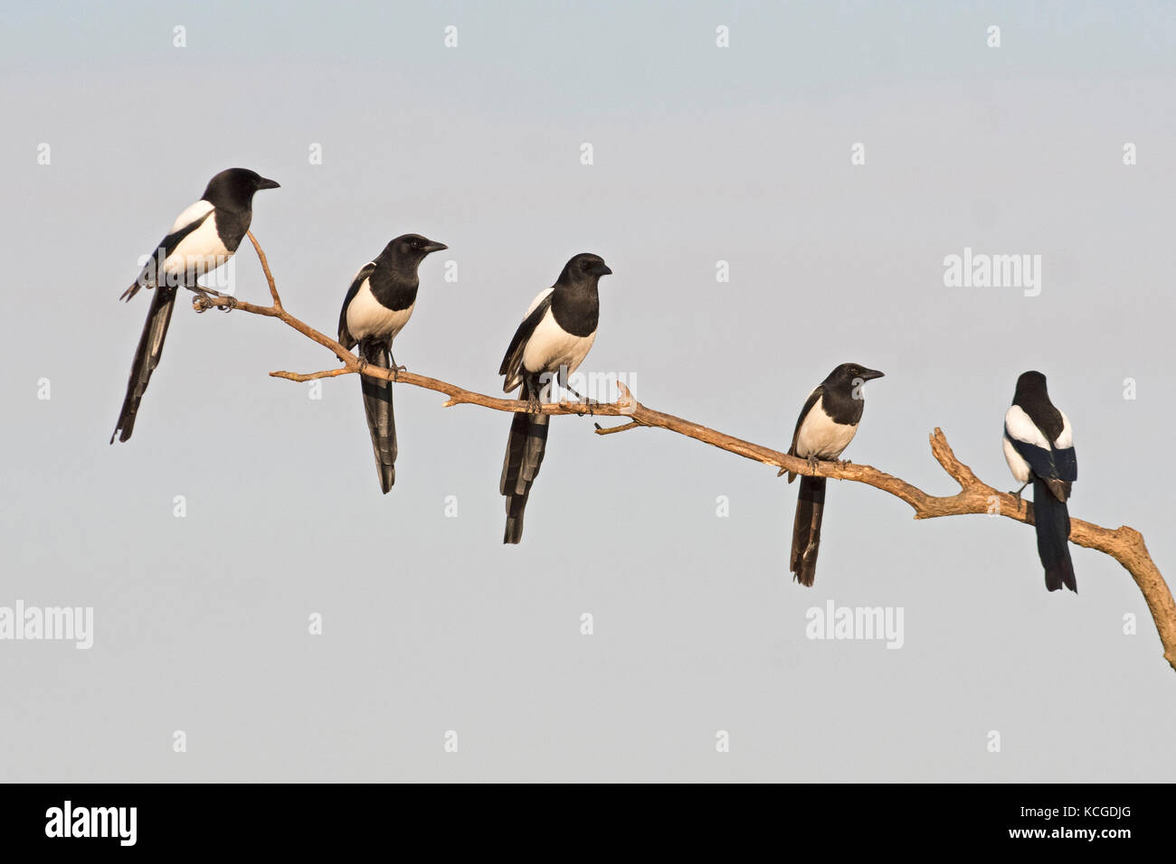 Eurasian Magpies Pica pica gathering prior to going to roost Hortobagy National Park Hungary January Stock Photo