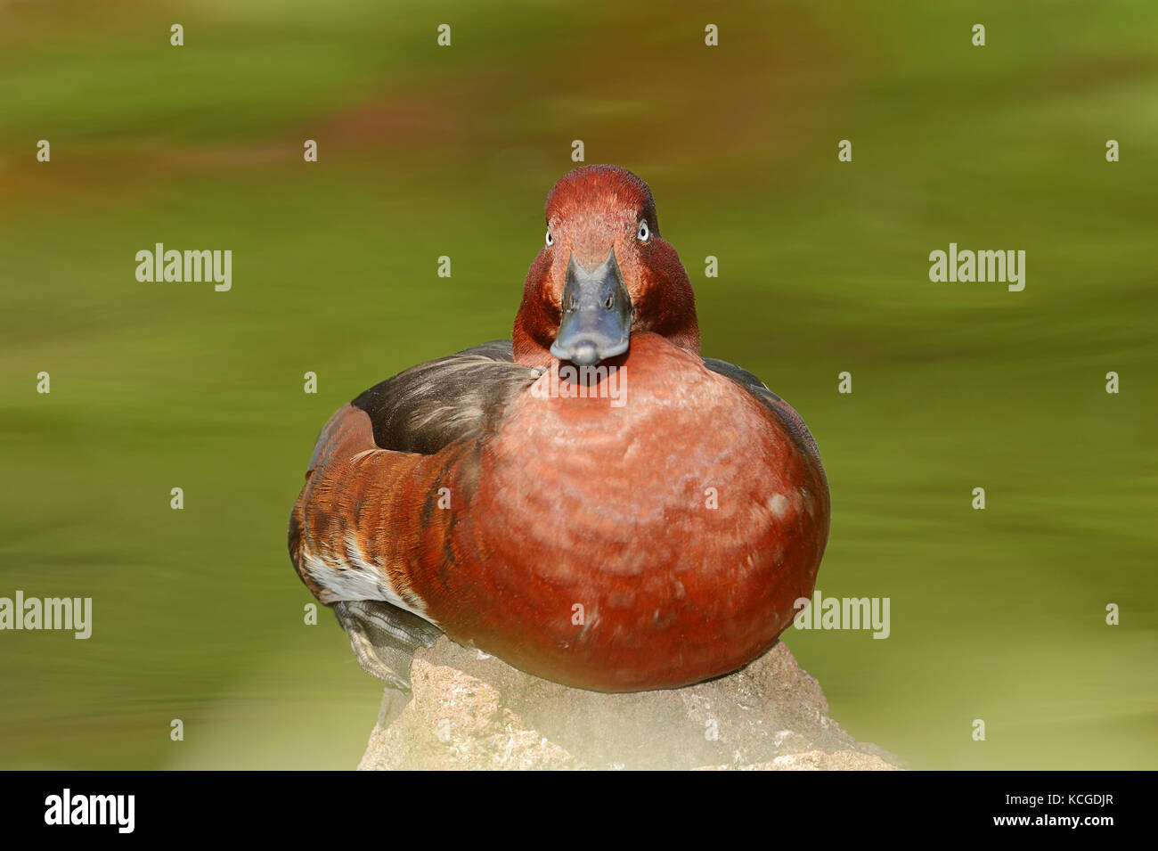 Ferruginous Duck, male, Spain / (Aythya nyroca) | Moorente, maennlich / (Aythya nyroca) Stock Photo