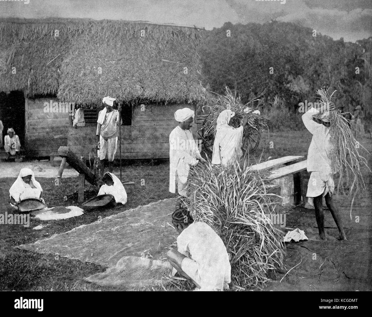 Coolies or Kulis, are contract workers or day laborers at the rice harvest in Jamaica, digital improved reproduction of a historical photo from the (estimated) year 1899 Stock Photo
