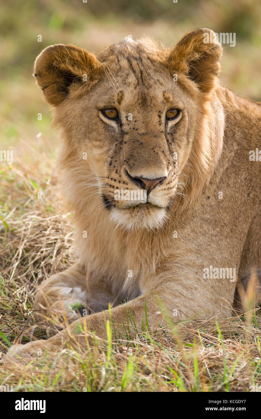 Lion sitting resting (panthera leo), Masai Mara National Game Park ...