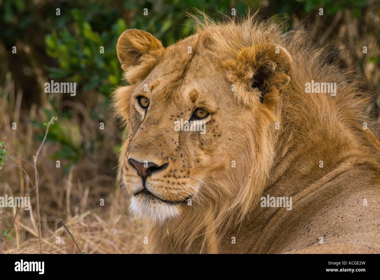 Male lion resting (panthera leo), Masai Mara National Game Park Reserve ...