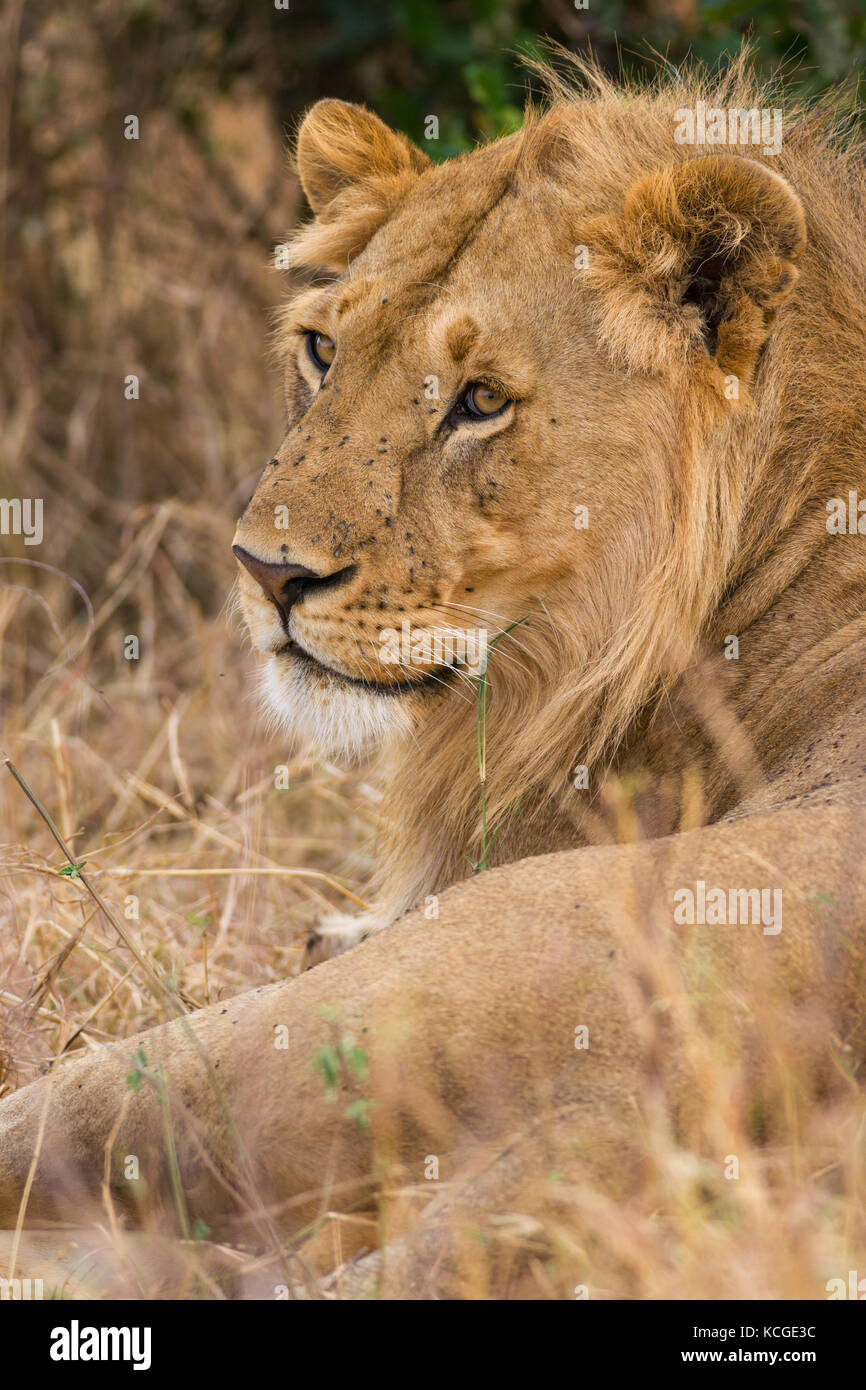 Male lion resting (panthera leo), Masai Mara National Game Park Reserve ...