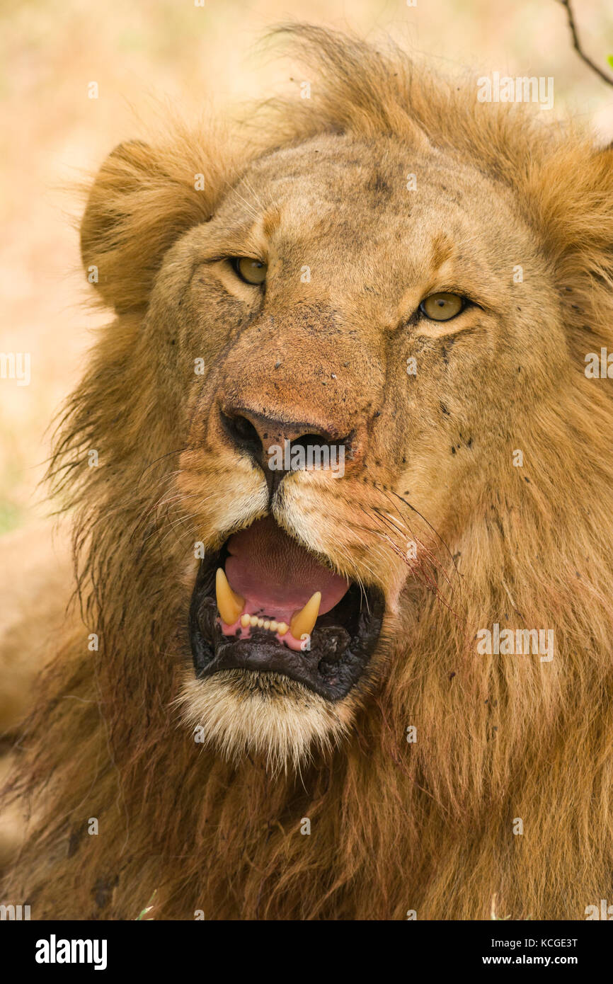 Male lion resting (panthera leo), Masai Mara National Game Park Reserve ...