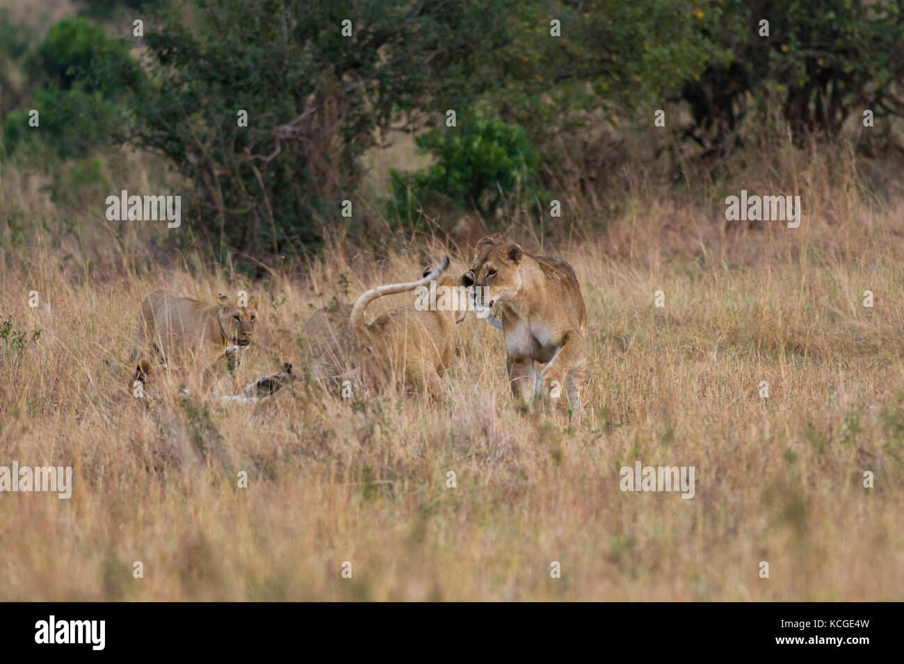 Lion (panthera leo) pride with cubs, Masai Mara National Game Park Reserve, Kenya, East Africa Stock Photo