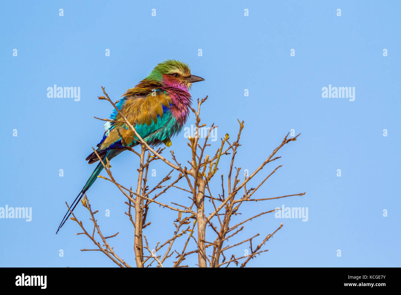 Specie Coracias caudatus family of Coraciidae Stock Photo Alamy