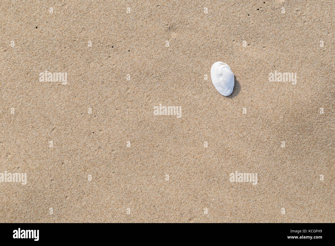 Close-up of a seashell and smooth sand at a beach texture background. Stock Photo