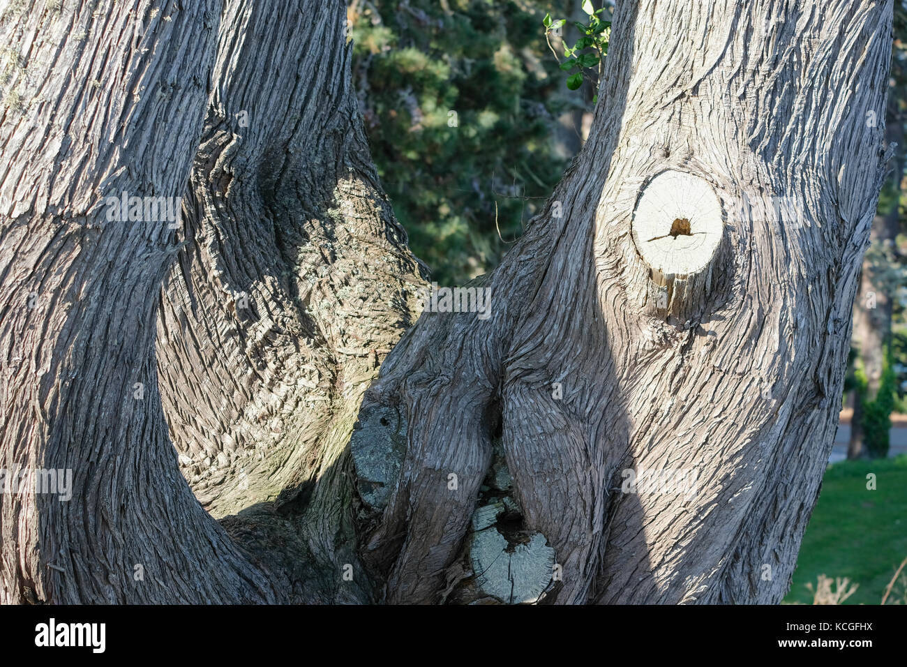 Cypress Tree Trunks with knot Stock Photo Alamy