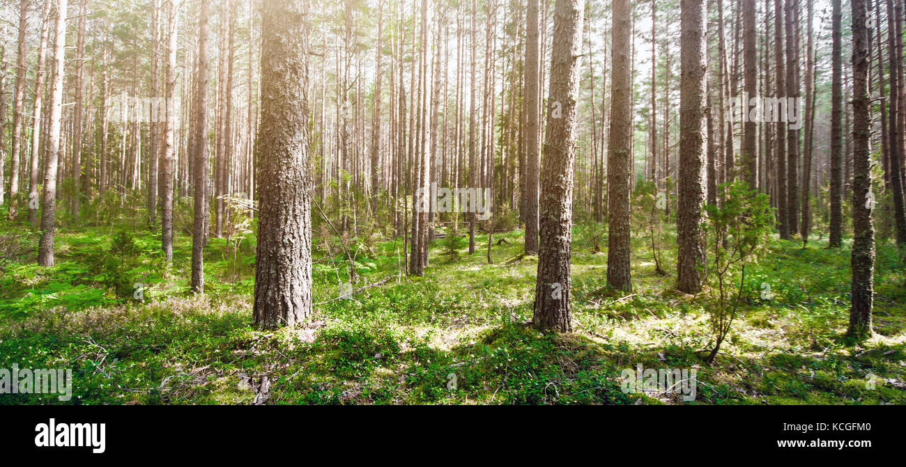 Wild trees in forest Stock Photo
