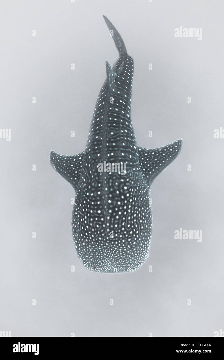 A Whale shark (Rhincodon typus) swims in open ocean in the Caribbean Sea. This is the largest extant fish species on Earth. Stock Photo
