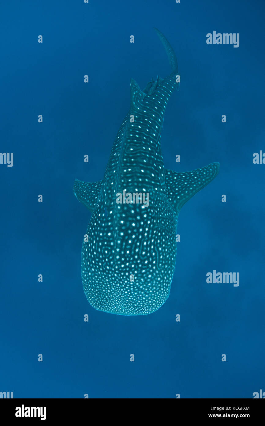A Whale shark (Rhincodon typus) swims in open ocean in the Caribbean Sea. This is the largest extant fish species on Earth. Stock Photo