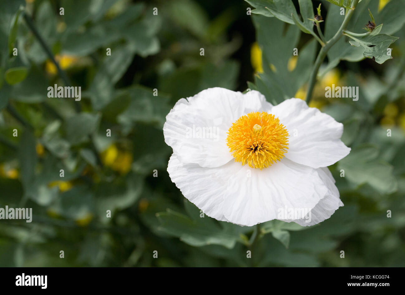 Romneya flower. Matilija poppy. Stock Photo