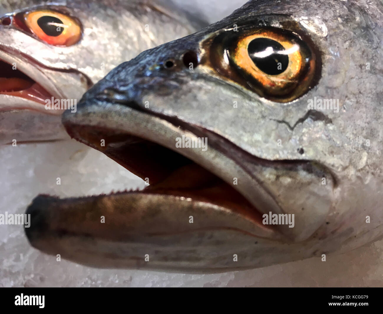 Hake fish for sale Stock Photo Alamy