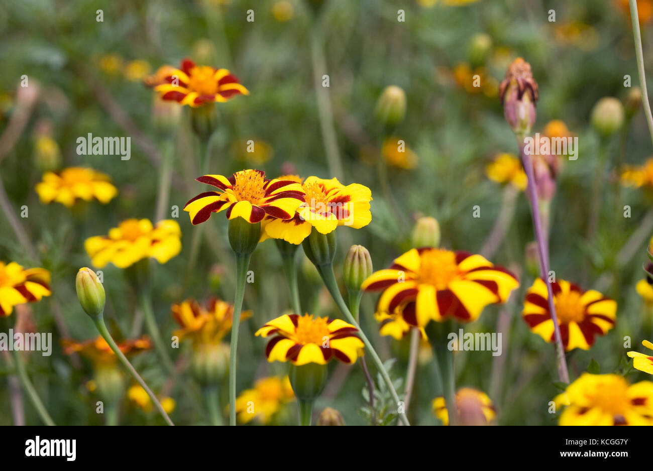 Tagetes patula 'Jolly Jester' flowers. Stock Photo