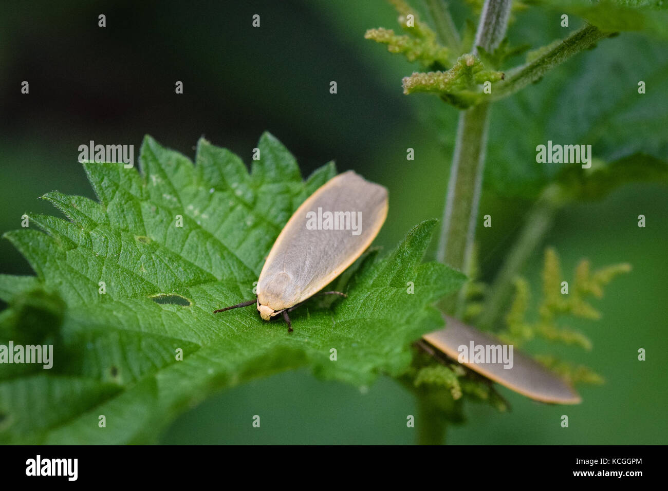 Dingy footman moth hi-res stock photography and images - Alamy