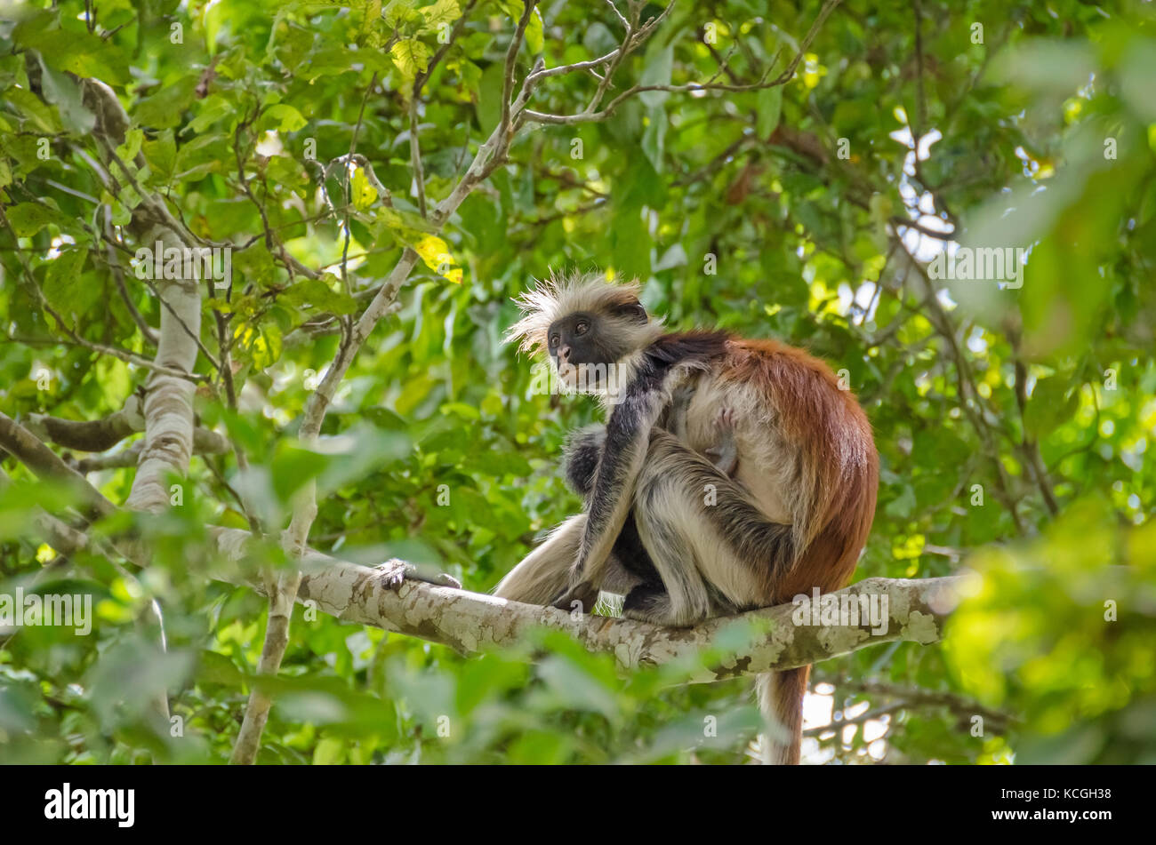 Zanzibar Red colobuses or Kirk's red colobus, Old World monkeys, the most threatened taxonomic group of primates in Africa, - mother with her child -  Stock Photo