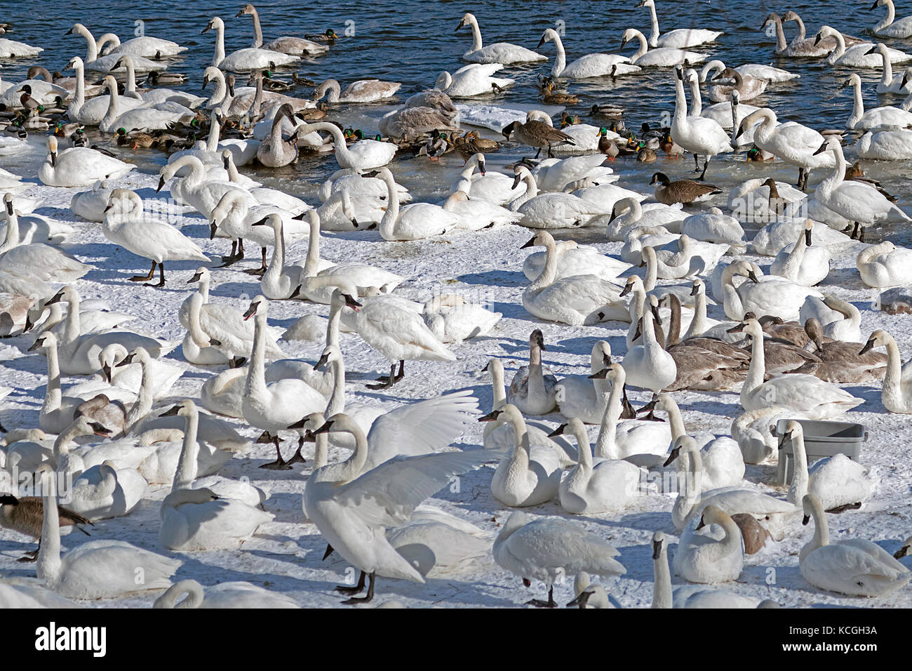 Monticello trumpeter swans gathered near the river. Stock Photo
