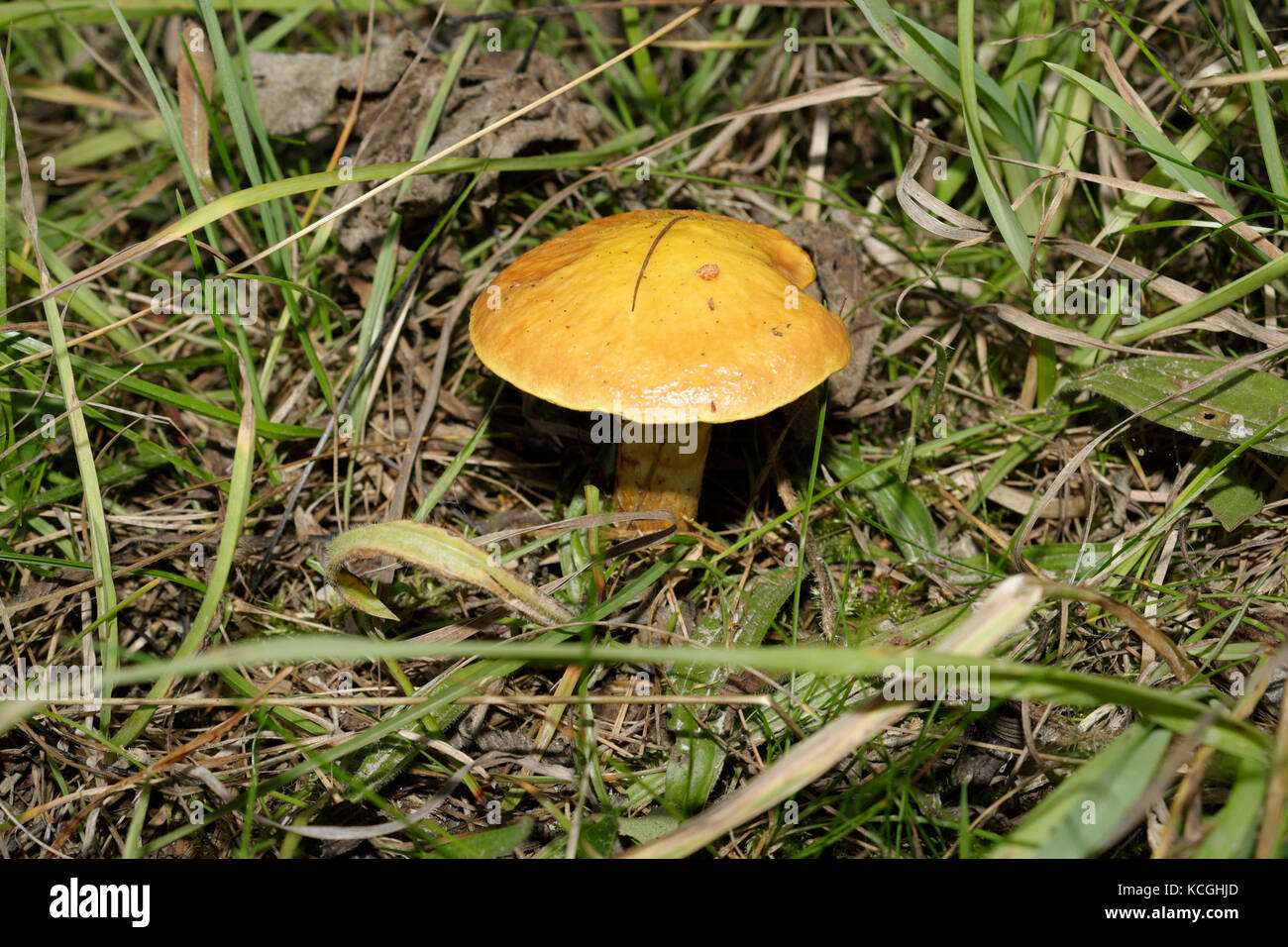 Slippery Jack Mushroom, Suillus luteus Stock Photo