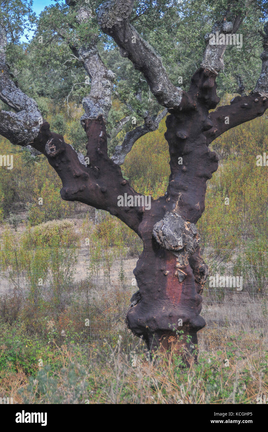 cork oak trees in Extremadura, Spain Stock Photo Alamy