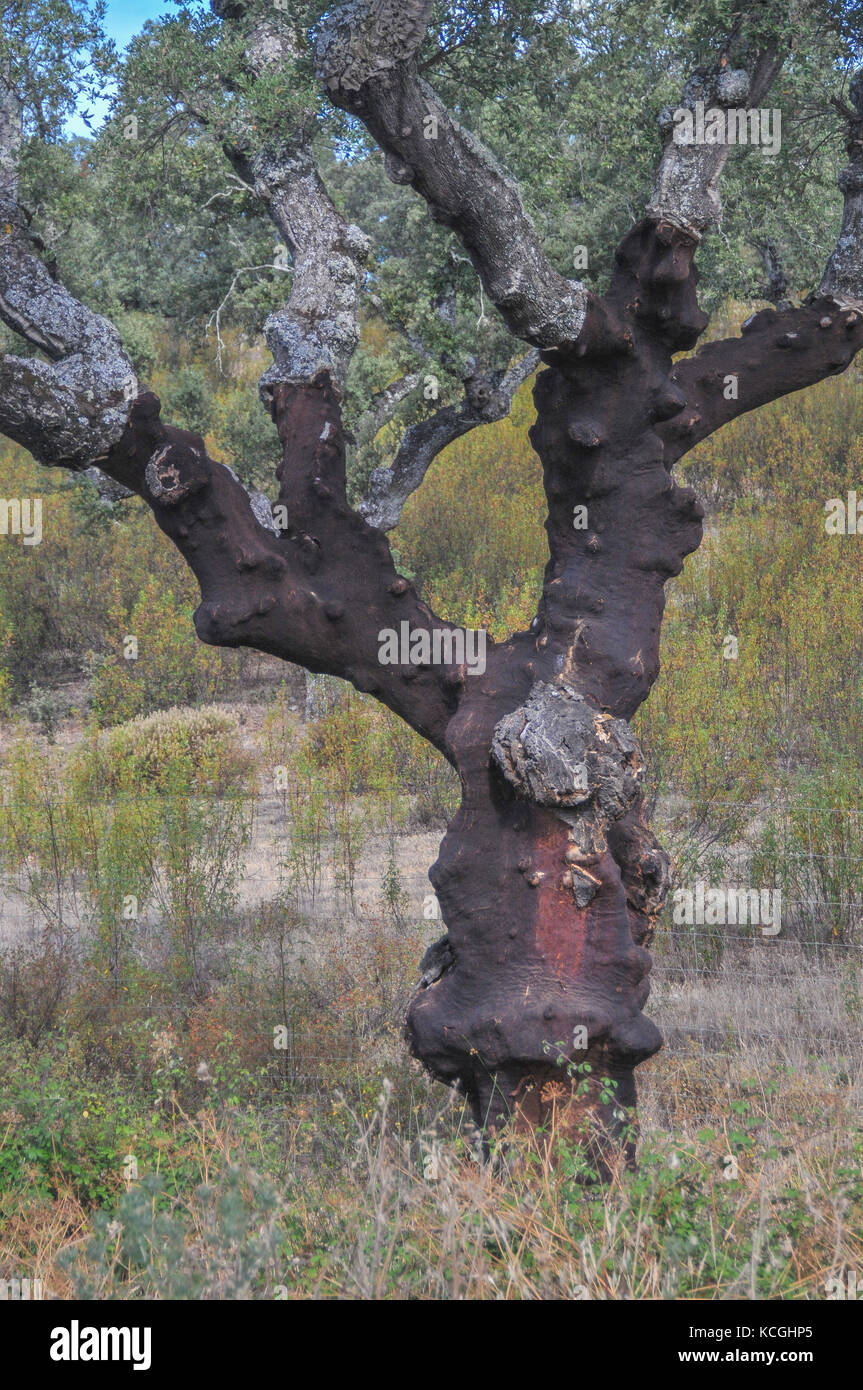 cork oak trees in Extremadura, Spain Stock Photo