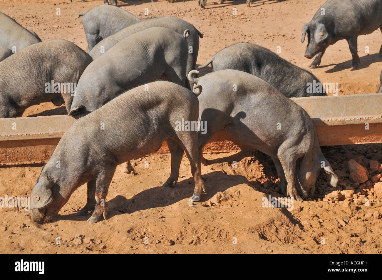 Iberico de Belota pigs,Extremadura, Spain Stock Photo