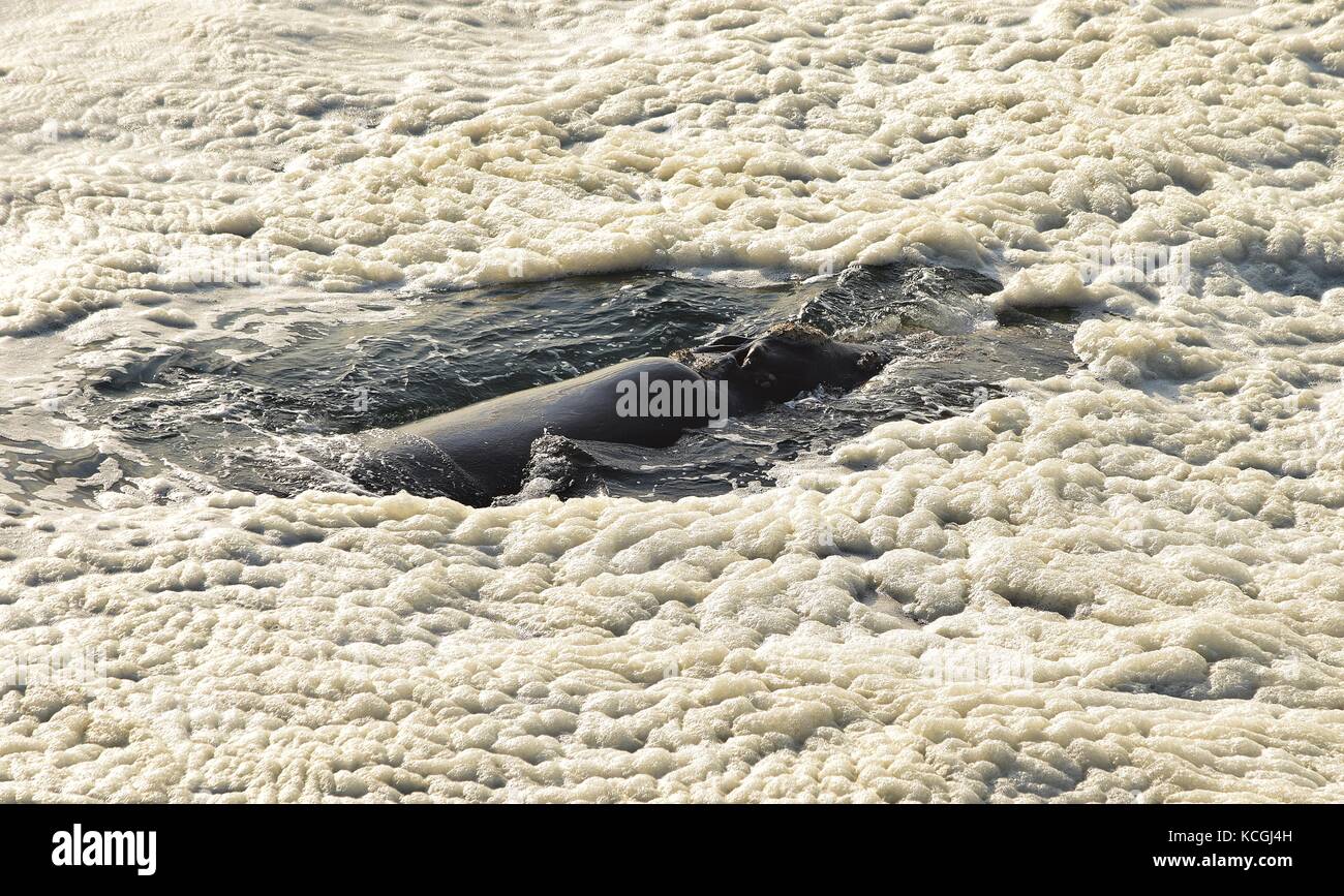 Whale in sea foam hi-res stock photography and images - Alamy