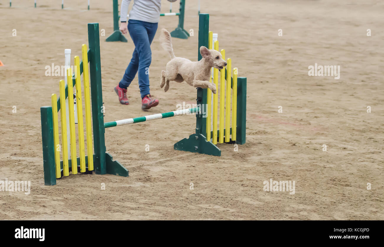 A small dog jumping higher than neccessary at   Agility Dog Association of Australia National Grand Prix. Tamworth, Australia. Stock Photo