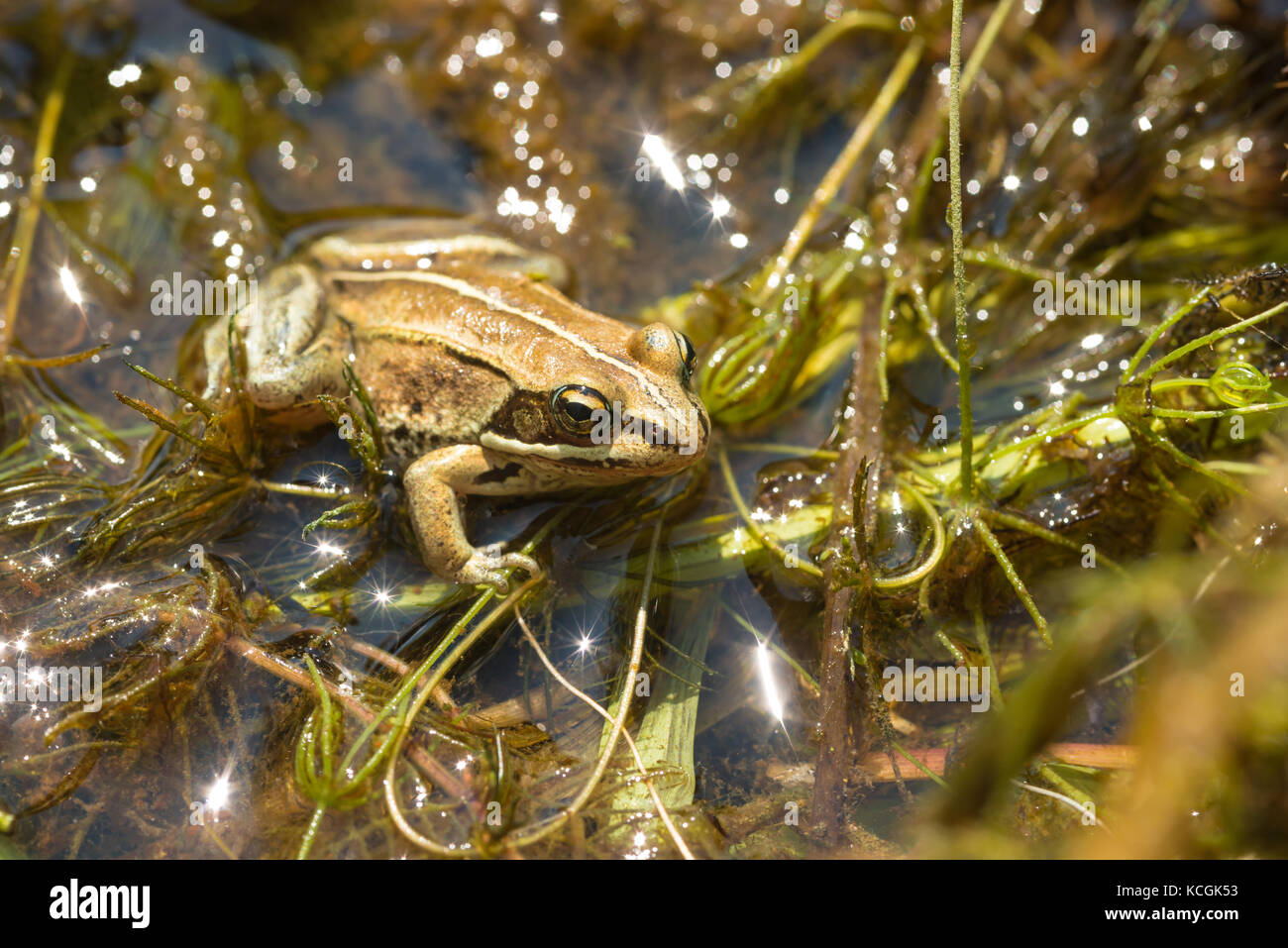 A wood frog, Lithobates sylvaticus, sitting on top of aquatic
