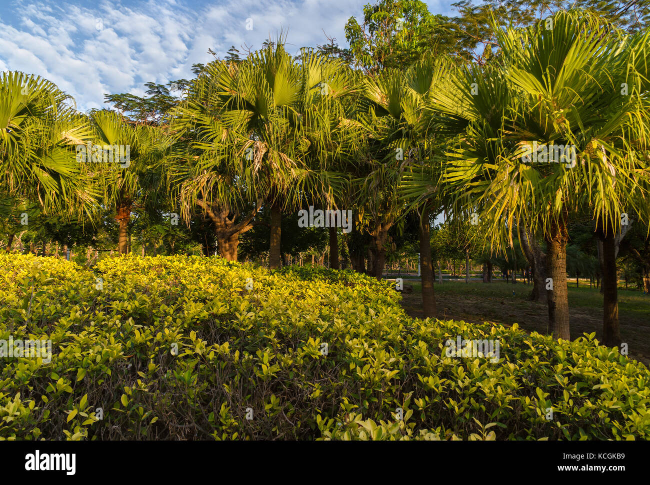 Beautiful tropical palm trees in park Stock Photo Alamy